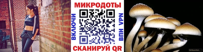 omg зеркало  Кяхта  Галлюциногенные грибы мицелий 